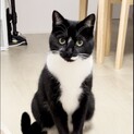 スリゴロな美人猫ちゃん