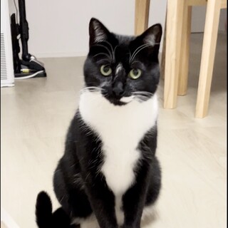 スリゴロな美人猫ちゃん