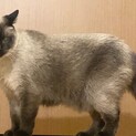 ありがとうございました★シャム猫のおんなの子