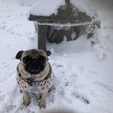 初めての雪山挑戦。涌蓋山。家に来て3か月。たくましくなりました。