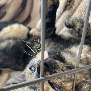 鳴き方も爪研ぎも独特な女の子キキです！サビ柄6ヶ月