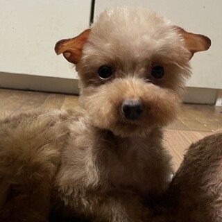 トイプードル　6歳「むぎ」　小さな子です