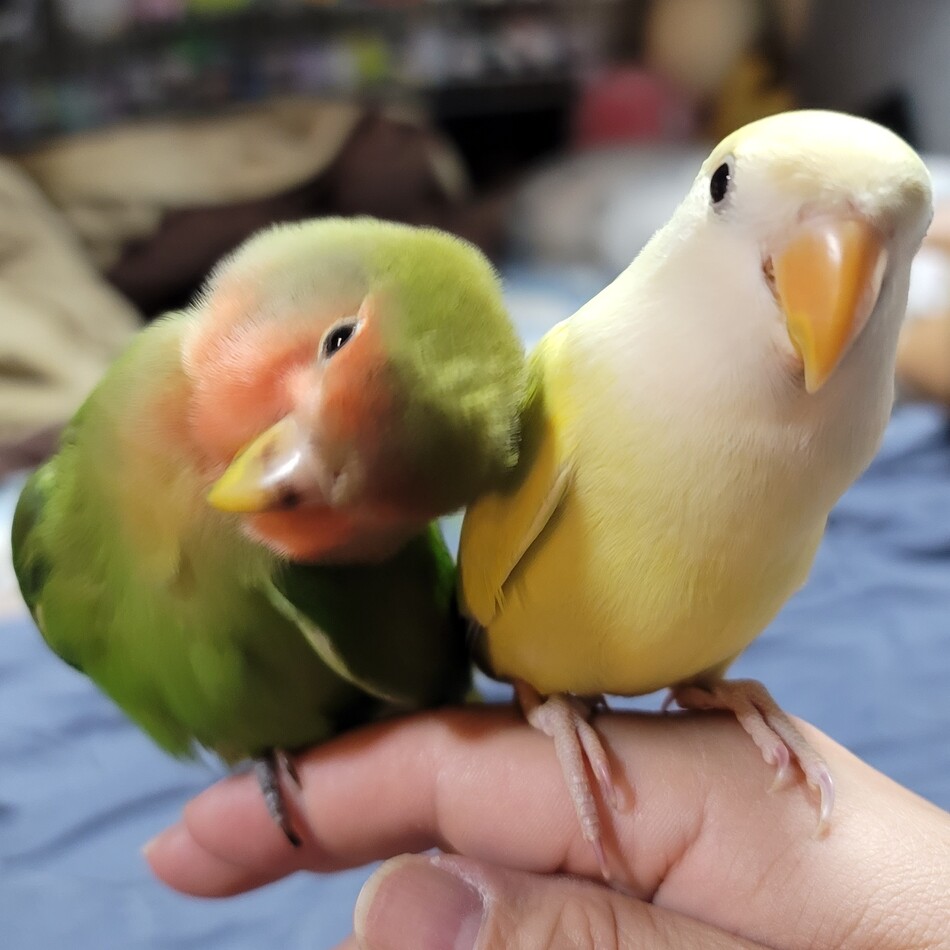 どもんさんのカバー写真