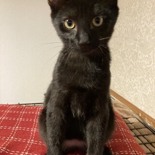 お腹エンジェルマークある男の子ジジです！