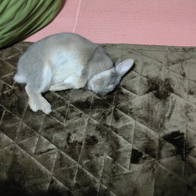 おになっつのカバー写真