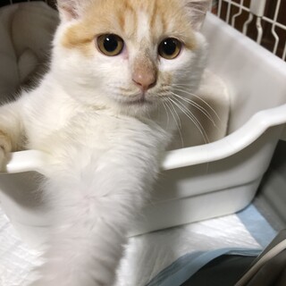 ふわふわモコモコの可愛い男の子です。