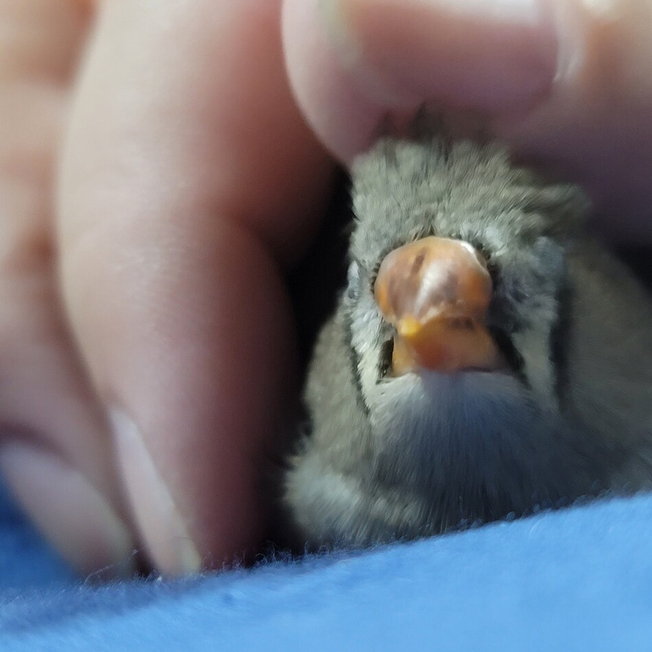 にゃのカバー写真