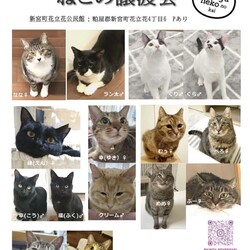 保護猫譲渡会