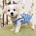 ②子犬★多頭飼育崩壊から保護されたマルチーズ男の子