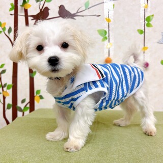 マルチーズ × 去勢済み × 動画あり」保護犬の里親募集情報