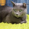 Wキャリアだけど元気で甘えん坊なロシアンブルー