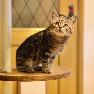 瓜坊みたいなアメショ風？人懐こいオリーブちゃん