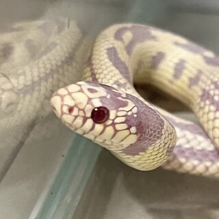 カリフォルニアキングスネークのアルビノ