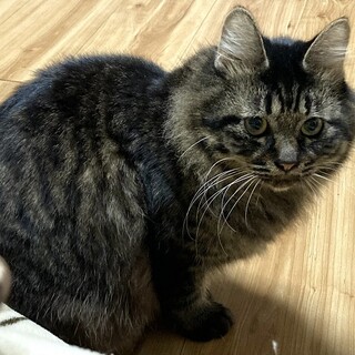 多頭飼育向き、個性的なキジトラの獅子舞くん