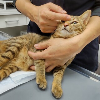 車に轢かれ下半身麻痺になりました