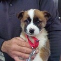 元気な2カ月子犬達（雑種）の家族募集！！