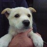 元気な2カ月子犬達（雑種）の家族募集！！ サムネイル3