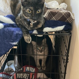 生後8ヶ月くらい甘えん坊さび猫・避妊ワクチン済み