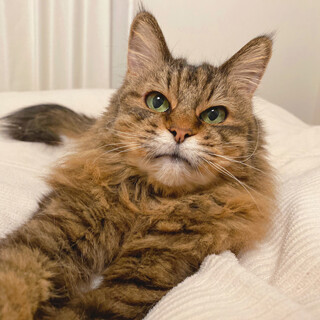 【1/15譲渡会】ちよちゃん