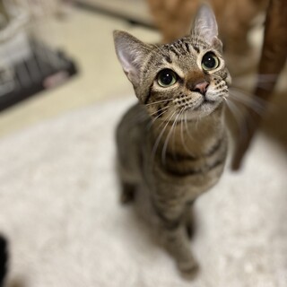 大きなたれ目・てんてんスポットしましま男の子