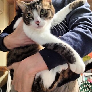 もちまるそっくりのべた慣れ大きな身体のコロ君１歳半