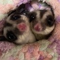 フクロモモンガ　姉妹で。