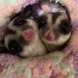 フクロモモンガ　姉妹で。