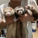 フェレット3匹の里親さんを募集します