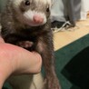 フェレット3匹の里親さんを募集します サムネイル3