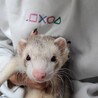 フェレット3匹の里親さんを募集します サムネイル4