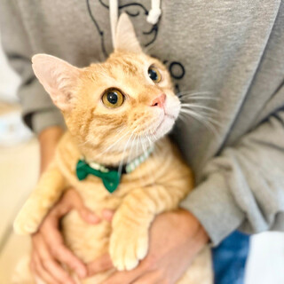 【甘えん坊のキャリアっ子】せんくん