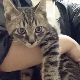 《里親サマ決まりました！》･:*+.キジトラ四葉