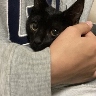 《里親サマ決まりました》･:*+.黒猫 朔くん