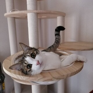 1/22練馬譲渡会　いつもご機嫌な男の子❤️