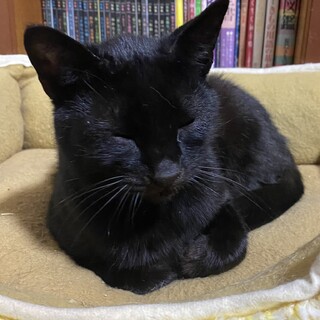 八代市の猫の里親募集情報まとめ ペットのおうち 月間利用者150万人 八代市の猫の里親募集情報まとめ ペットのおうち 月間利用者150万人