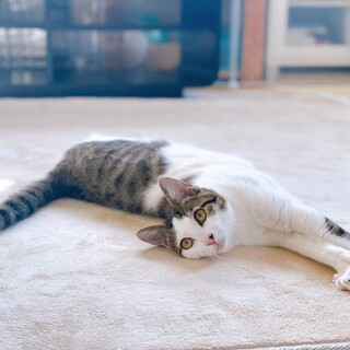 ゴロゴロ可愛い甘えん坊のロイちゃん
