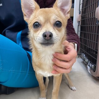 チワワ×豆しばmix　6か月　女の子