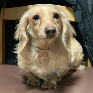 元気いっぱいカニンヘンダックス「アビィ」