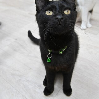 禄（ろく）：ふわふわ毛並みの男の子。