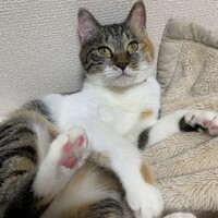 ヒメ