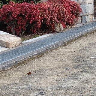 ガリガリでノミだらけだった女の子