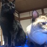 なかのちゃい