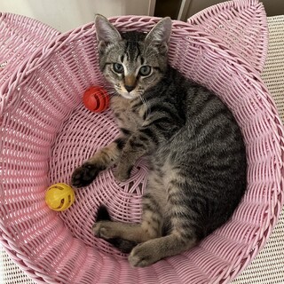 イケニャンでやんちゃBOYのミューピー