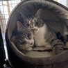 生後10か月ぐらいの兄妹猫 サムネイル4