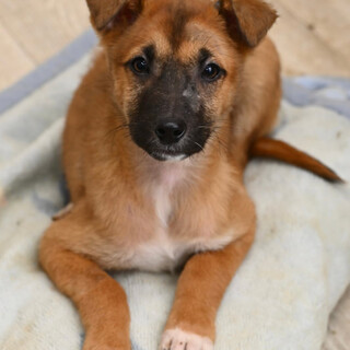 人懐こいアシュくん！