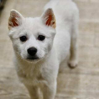 ピュアホワイトの子犬バランダーくん！