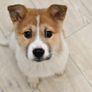 かわいいケネスくん！