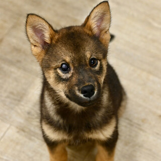 愛情にあふれた大きな玉カエデちゃん！