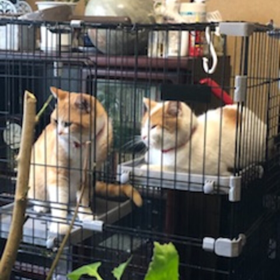 茶トラ(スコテシュ　オス)のカバー写真