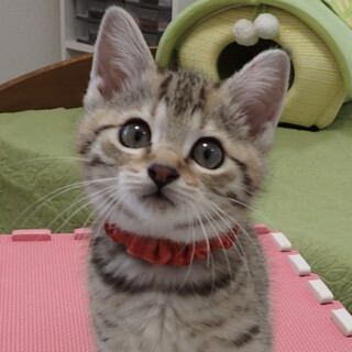 【1/22東銀座】だいきちくん3ヵ月半♪